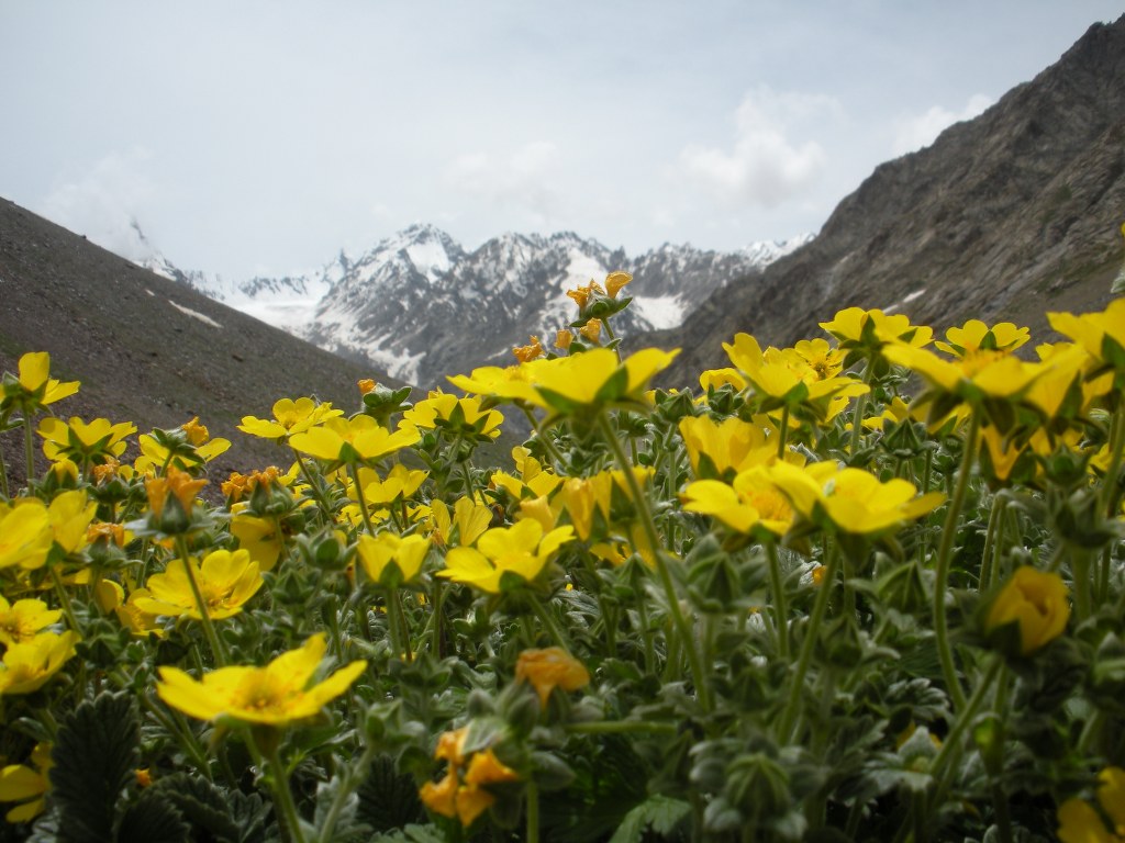 buttercups-and-mountains